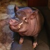 Логотип телеграм канала @minipig_fenya — Minipig_Fenya🐽