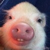Логотип телеграм канала @minipig_svinki — Minipig - минипиг - мини пиги