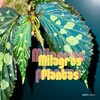Логотип телеграм канала @minitropical — Milagros plantas🦜