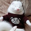 Логотип телеграм канала @minkcrimea — Будни Шушмека