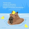 Логотип телеграм канала @miptcapybara — Физтех.Капибара
