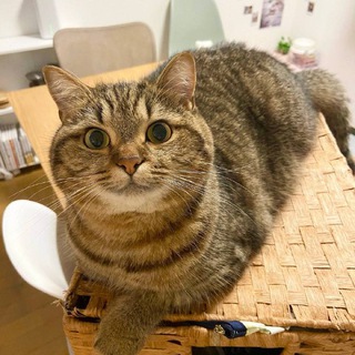 Логотип телеграм канала @mir_kotikovv — Котоприкол🐱🐶