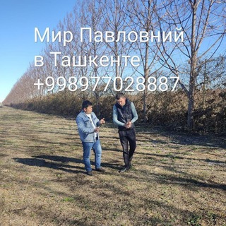 Логотип телеграм канала @mirpavlovniy — Павловния Оригинал в Ташкенте Нам уже 11 лет