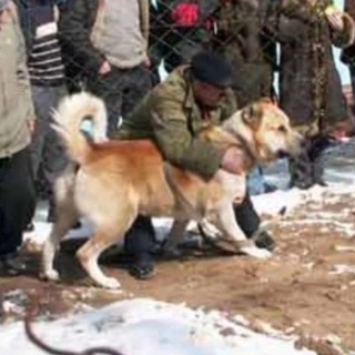 Логотип телеграм канала @mirvolkodav — Мир Волкодав N1