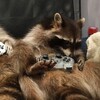 Логотип телеграм канала @miscusix — zxcдилюкфаг (кэйлсексуал)