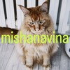 Логотип телеграм канала @mishanavina — mishanavina