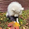 Логотип телеграм канала @mishka_grinch — Мишка принимает решение