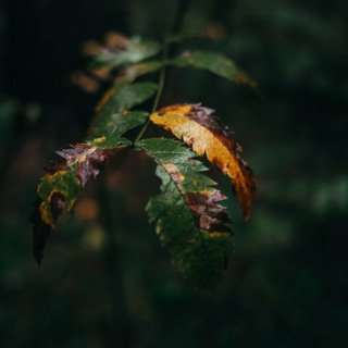 Логотип телеграм канала @mishzor_photo — Лес, город и котики