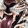 Логотип телеграм канала @missaaffa — Хлебъ