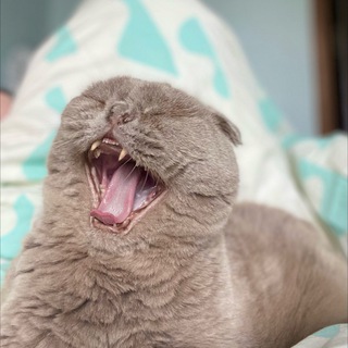 Логотип телеграм канала @misskisulina — Cat picture a day keeps mental breakdown away