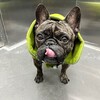 Логотип телеграм канала @mister_french_dog — Жил-был Пёс