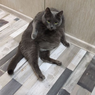 Логотип телеграм канала @misterjorik — Мистер Жорик