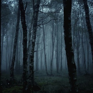 Логотип телеграм канала @mistery_forest — Загадочный лес 🌲