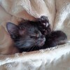 Логотип телеграм канала @mistimur — Мисти МУРысти | Смешные котики, коты, кошки, котята