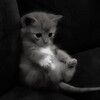 Логотип телеграм канала @misvos — misvos