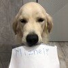 Логотип телеграм канала @mizneif0 — (архив) Mizneif|мазелафумер