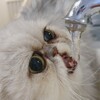 Логотип телеграм канала @mjlchk — mojlo.chok