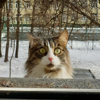 Логотип телеграм канала @mmsruinedrlife — Мемасики разрушают твою жизнь