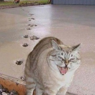 Логотип телеграм канала @mne_tolkosprosit — Негодяй печатает...