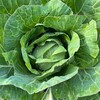 Логотип телеграм канала @mne_tak_zeleno — Мне так зелено 🪴🌿🌱🌵