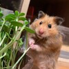 Логотип телеграм канала @mnogohomyakov — Хомякополис 🐹