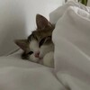 Логотип телеграм канала @modforrtt — мод на новый тик ток