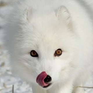 Логотип телеграм канала @modnyypesets — МОДНЫЙ ПЕСЕЦ