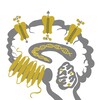 Логотип телеграм канала @molpsy — Молекулярная психиатрия