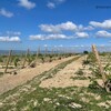 Логотип телеграм канала @monarchvino — Виноградник Монарх