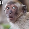 Логотип телеграм канала @monkach — МОНКАЧ 🐒🦍🦧🌴