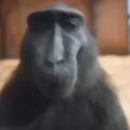 Logo saluran telegram monkecage — Downsin's Monke Cage