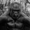 Логотип телеграм канала @monkechad — monkechad