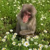 Логотип телеграм канала @monkeybiponsj — Гиф и стикеры с бибизянами🐒