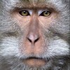 Логотип телеграм канала @monkeyblogg — Обезьянки [Monkey] 🐒