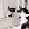 Логотип телеграм канала @monkeycatluna0 — crunchy luna&hoseobi