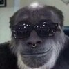 Logo of telegram channel monkeycorporationmeme — Monkey Meme Corporation ♡
