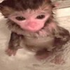 Логотип телеграм канала @monkeyfamee — Бибизьяны