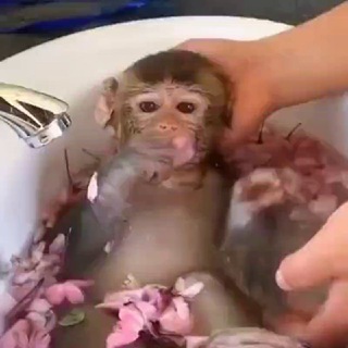 Логотип телеграм канала @monkeygifs228 — Monkey gifs🦧