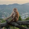 Логотип телеграм канала @monkeyoctrov2 — 🏝️🐒 Ⲟⲥⲧⲣⲟⲃ ⲟⳝⲉⳅьяⲏ🐒🏝️