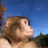 Логотип телеграм канала @monkeyponmem — MonkeyПон🦧