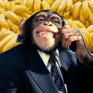 Логотип телеграм канала @monkeys_tg — Обезьяны
