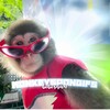 Логотип телеграм канала @monkeyspongifs — Гифки с обезьянами пон 𓃷