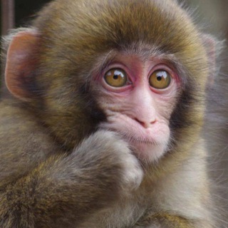 Логотип телеграм канала @monkeythebestgif — манки гиф/обезьяны