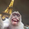 Логотип телеграм канала @monkeytiiime — Обезьяны ГИФКИ БИБИЗЯНЫ ПРИКОЛЫ