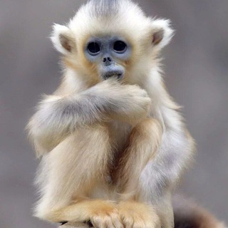 Логотип телеграм канала @monkpon — Обезьянки манки уше пон гиф обезьяны