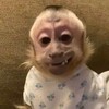 Логотип телеграм канала @monkygifs — Гифки/стикеры/фоны/видео с обезьянами