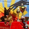 Логотип телеграм канала @mono_gsd — Моно н/о | Немецкие овчарки − выставки