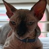 Logo of telegram channel moodywhiskerss — MOODYWHISKERS