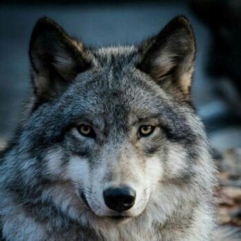 Logo del canale telegramma moon_gram_wolf - MGW Network