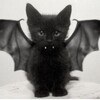 Логотип телеграм канала @mooncattears — Слёзы чёрного кота
